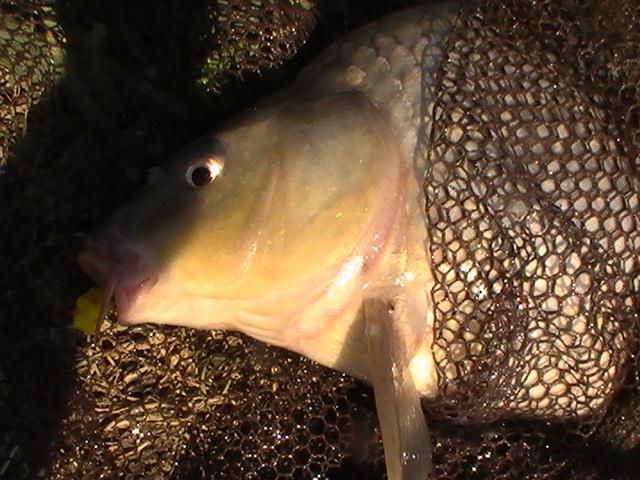 pestiiiiiiiiiiii - pic3802.JPG